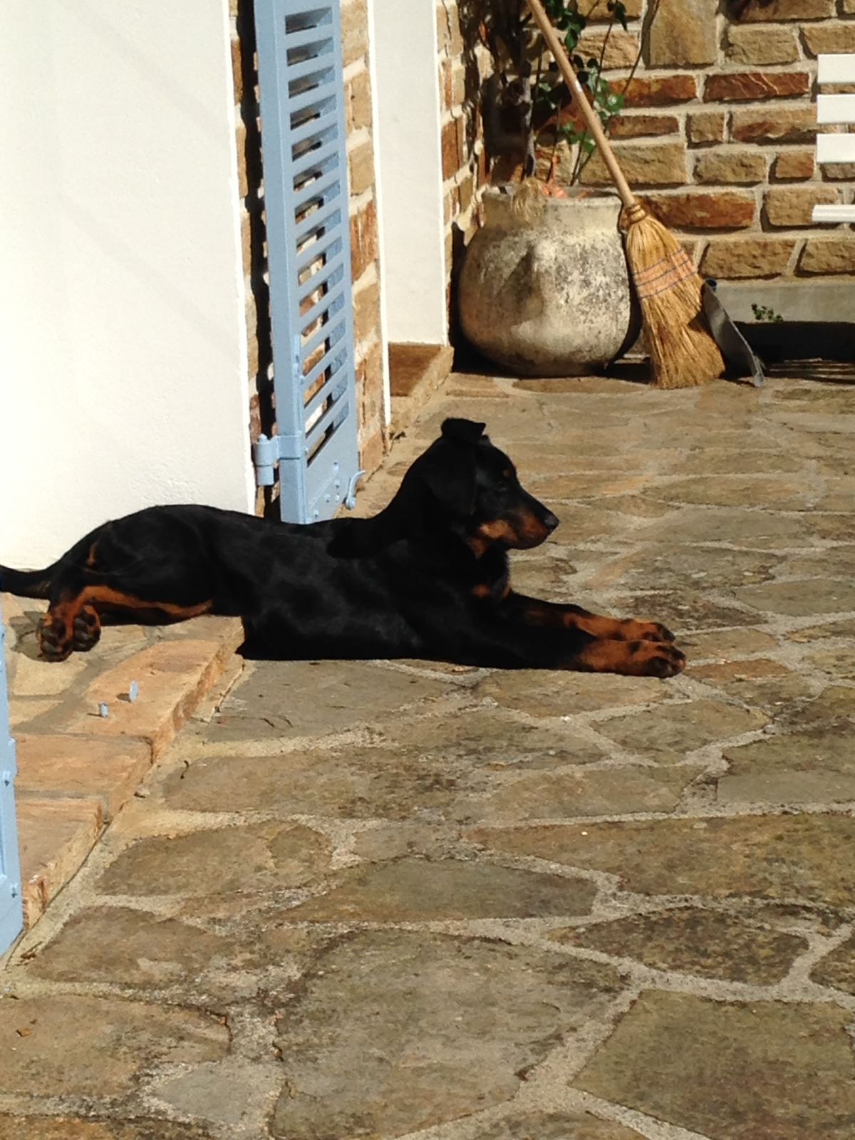 Beauceron